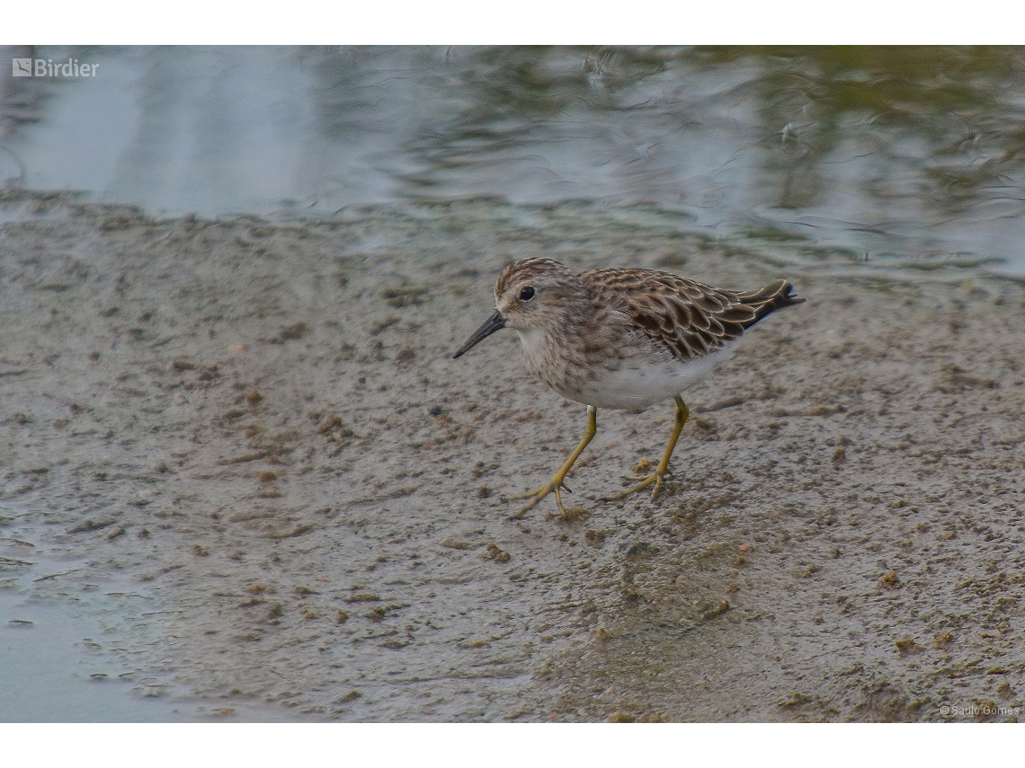 Calidris minutilla