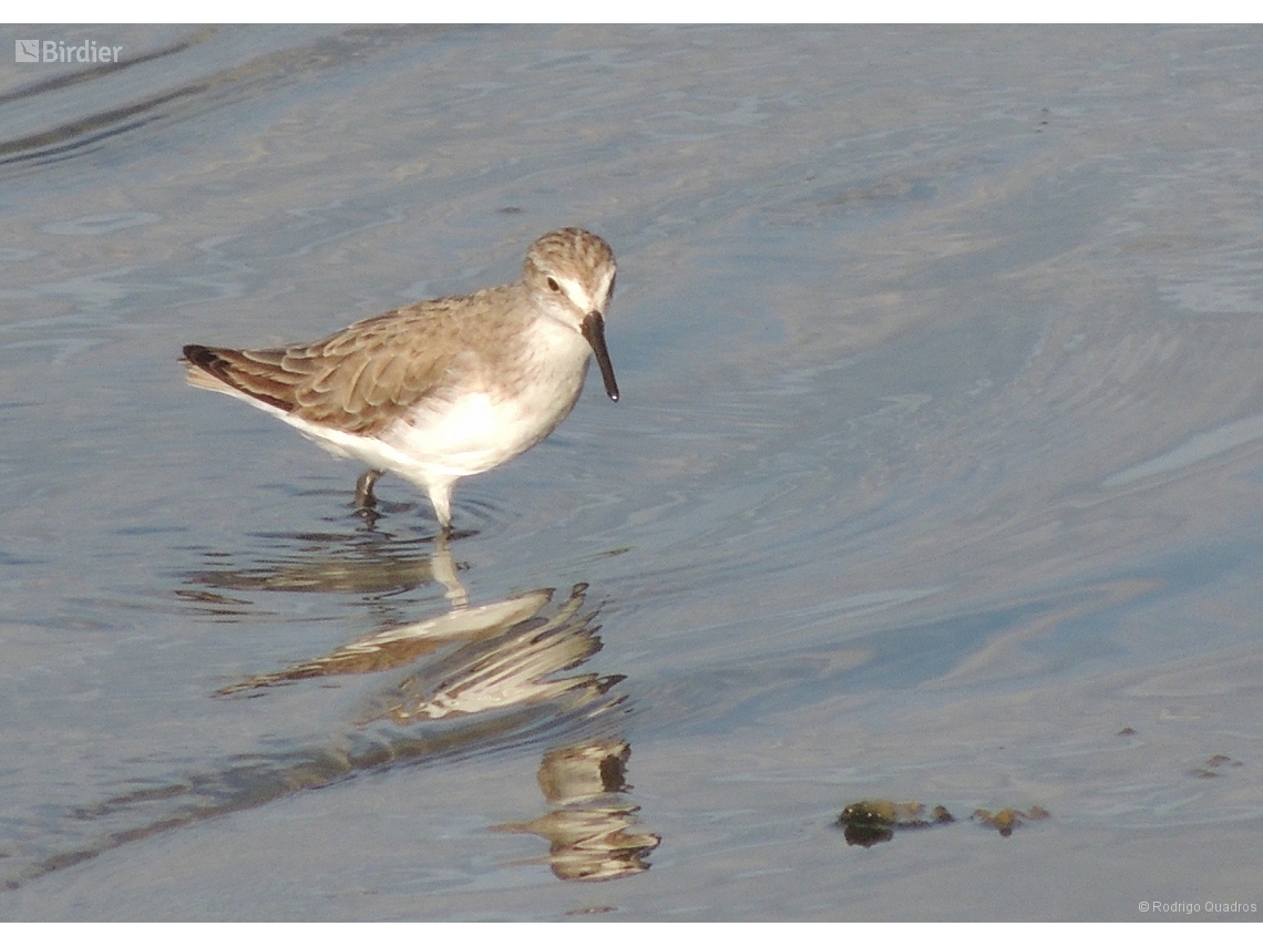 Calidris pusilla