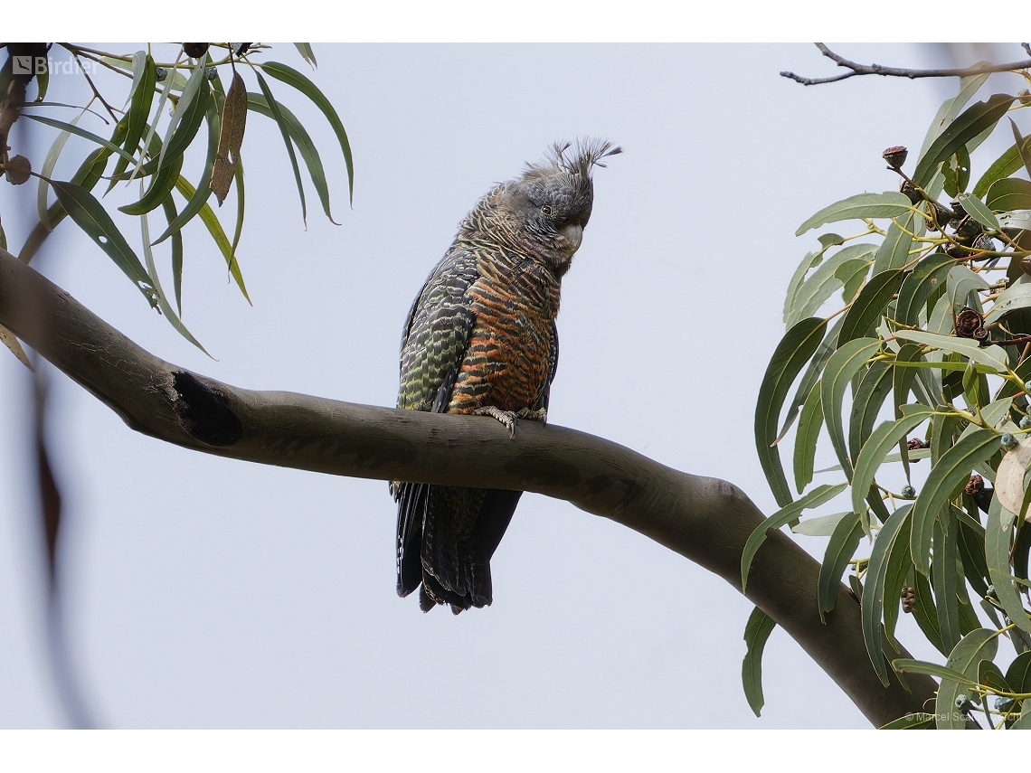 Callocephalon fimbriatum