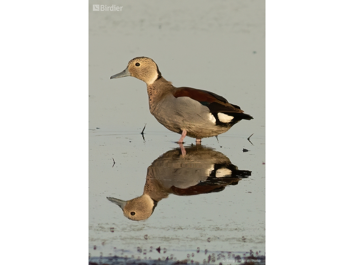 Callonetta leucophrys