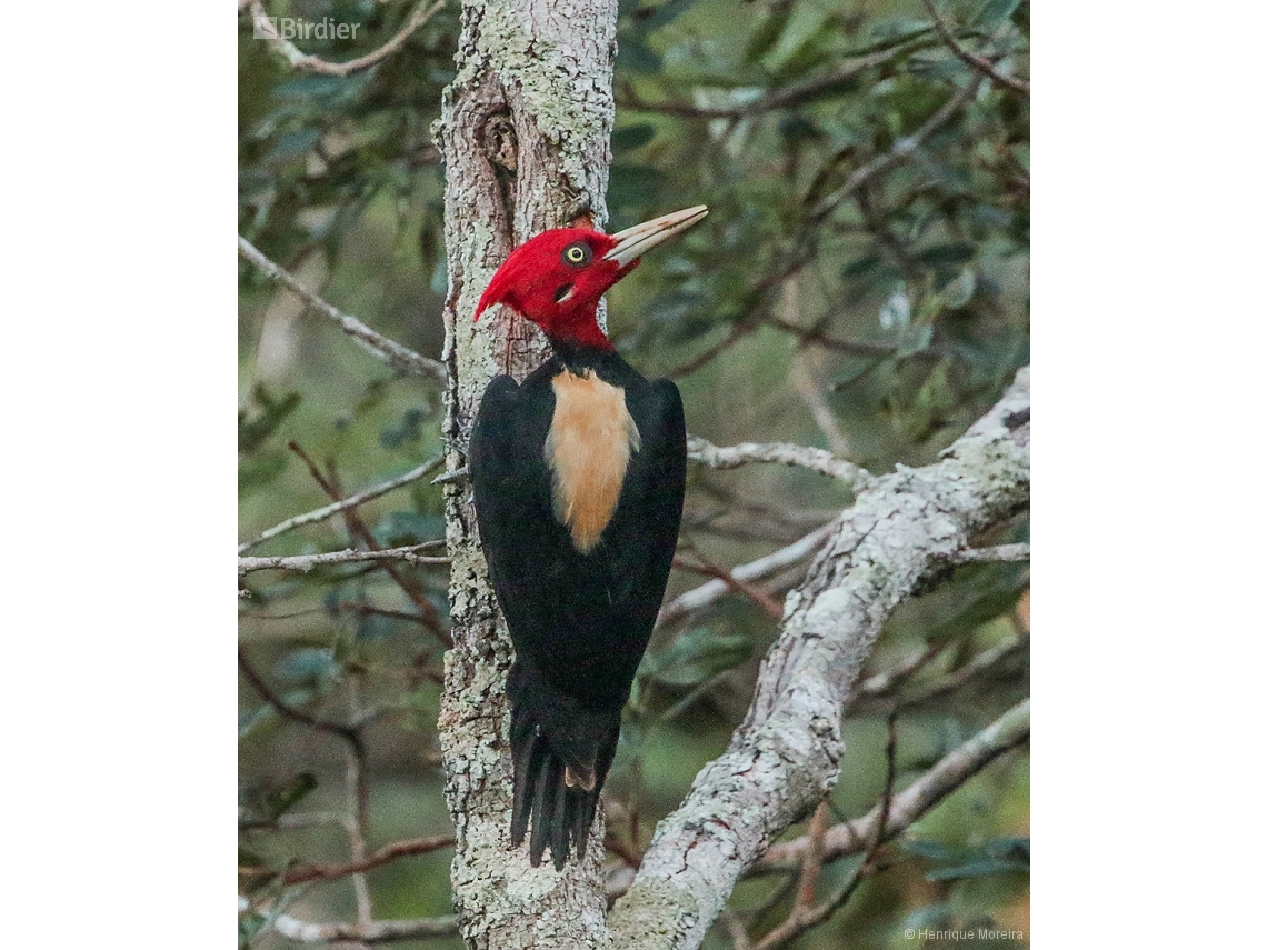 Campephilus leucopogon