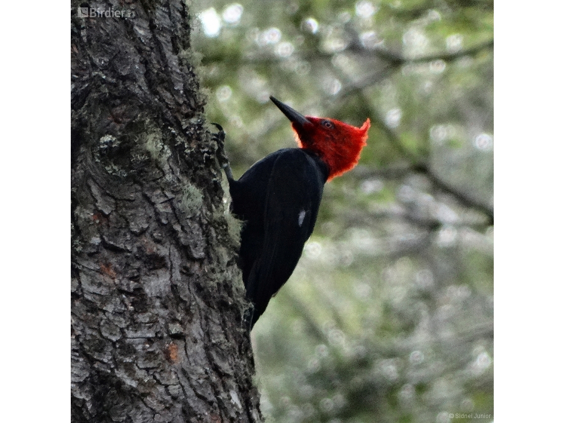 Campephilus magellanicus