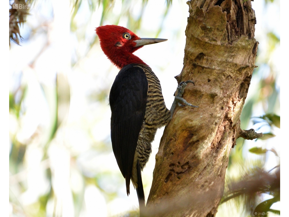Campephilus robustus