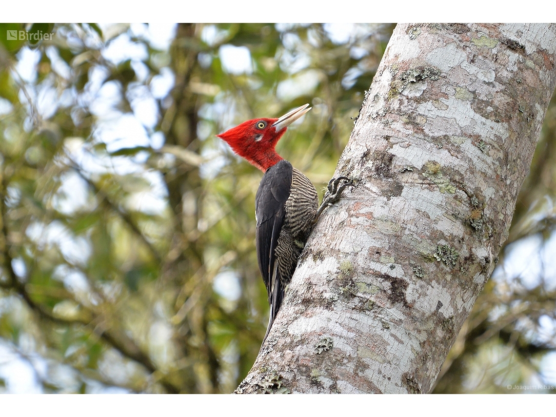 Campephilus robustus