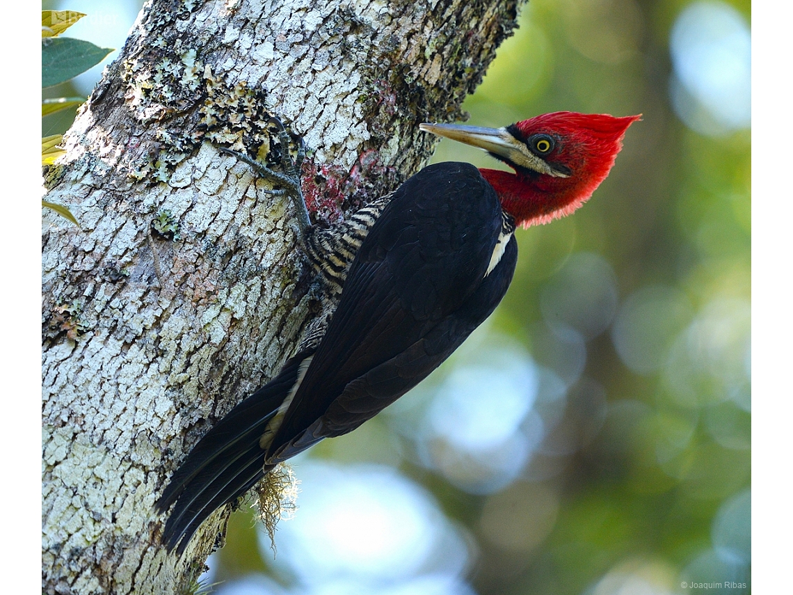 Campephilus robustus