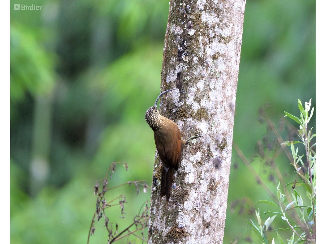 Campylorhamphus falcularius