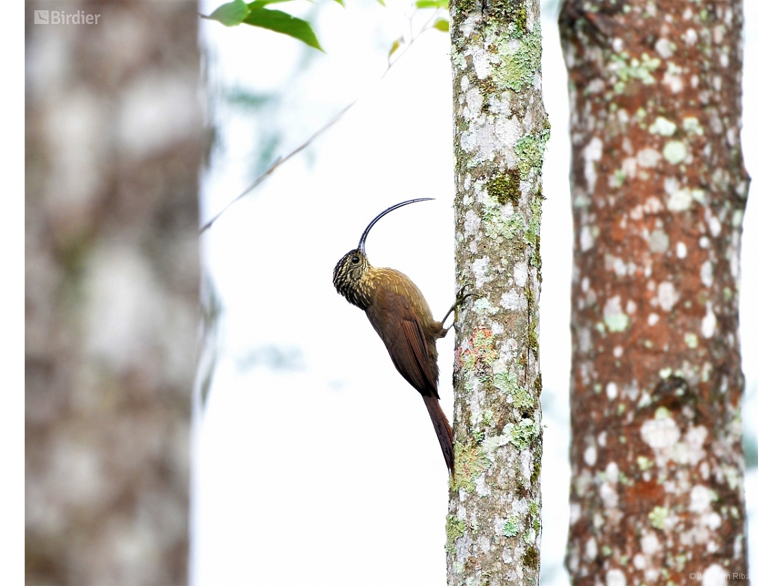 Campylorhamphus falcularius