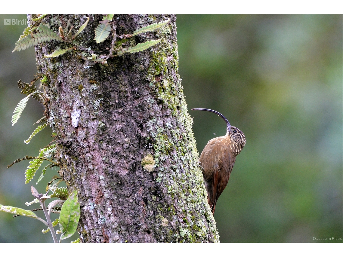 Campylorhamphus falcularius
