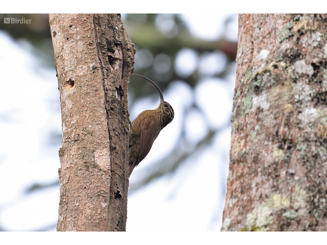 Campylorhamphus falcularius