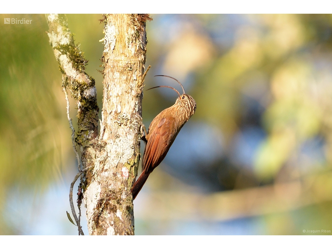 Campylorhamphus falcularius