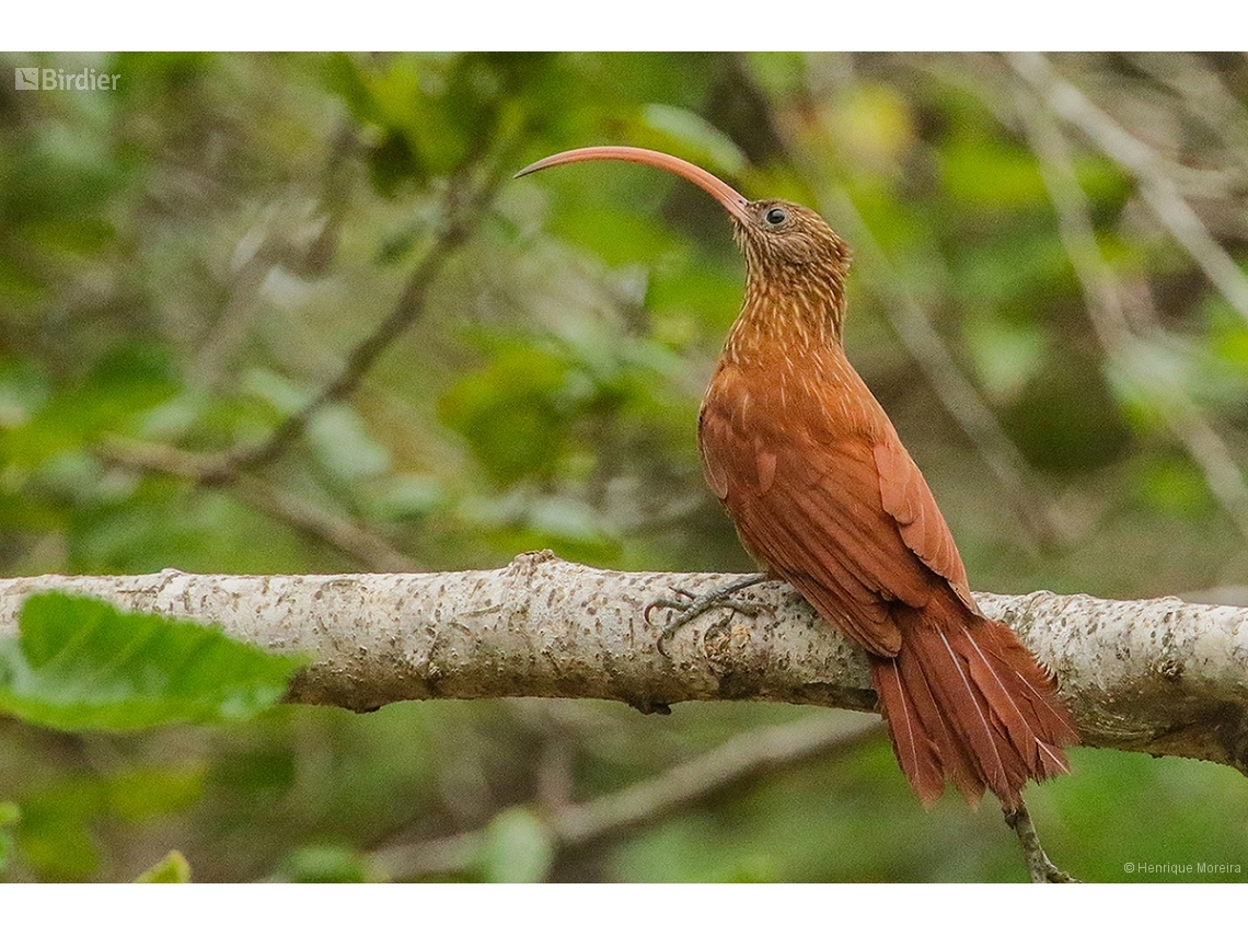 Campylorhamphus trochilirostris