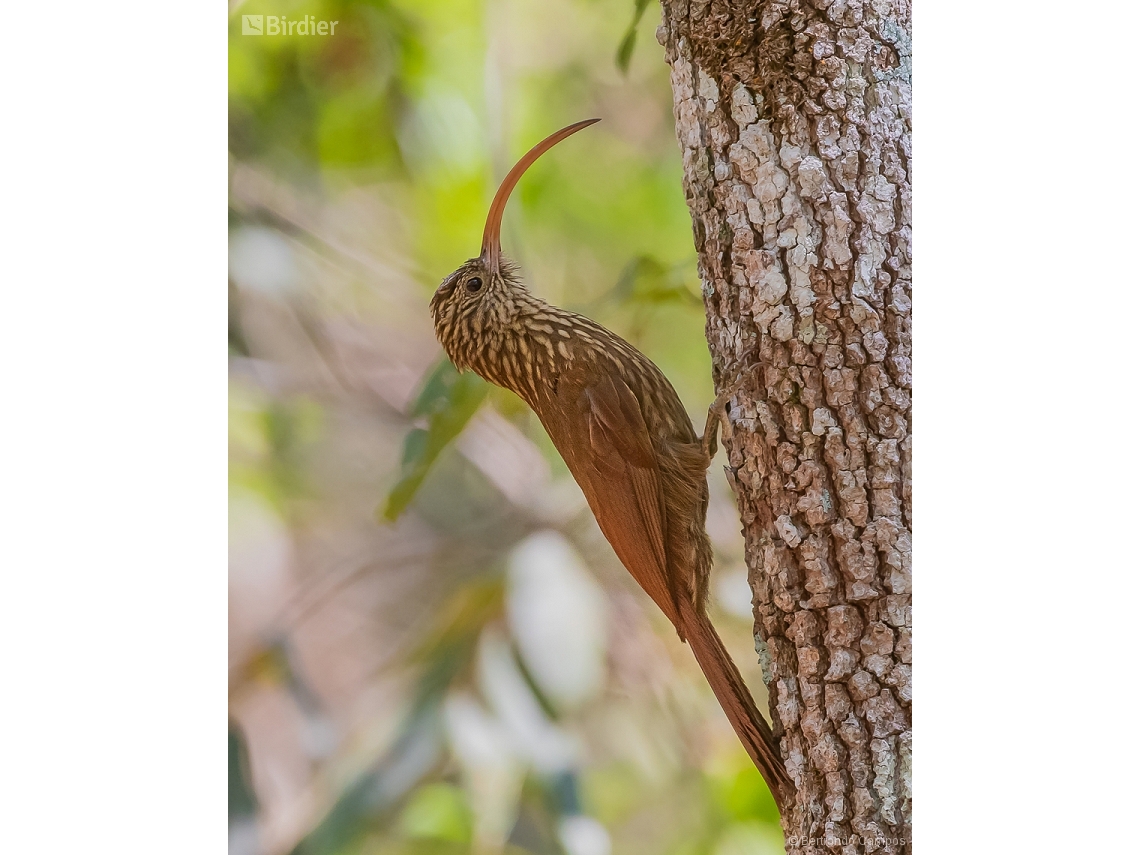 Campylorhamphus trochilirostris