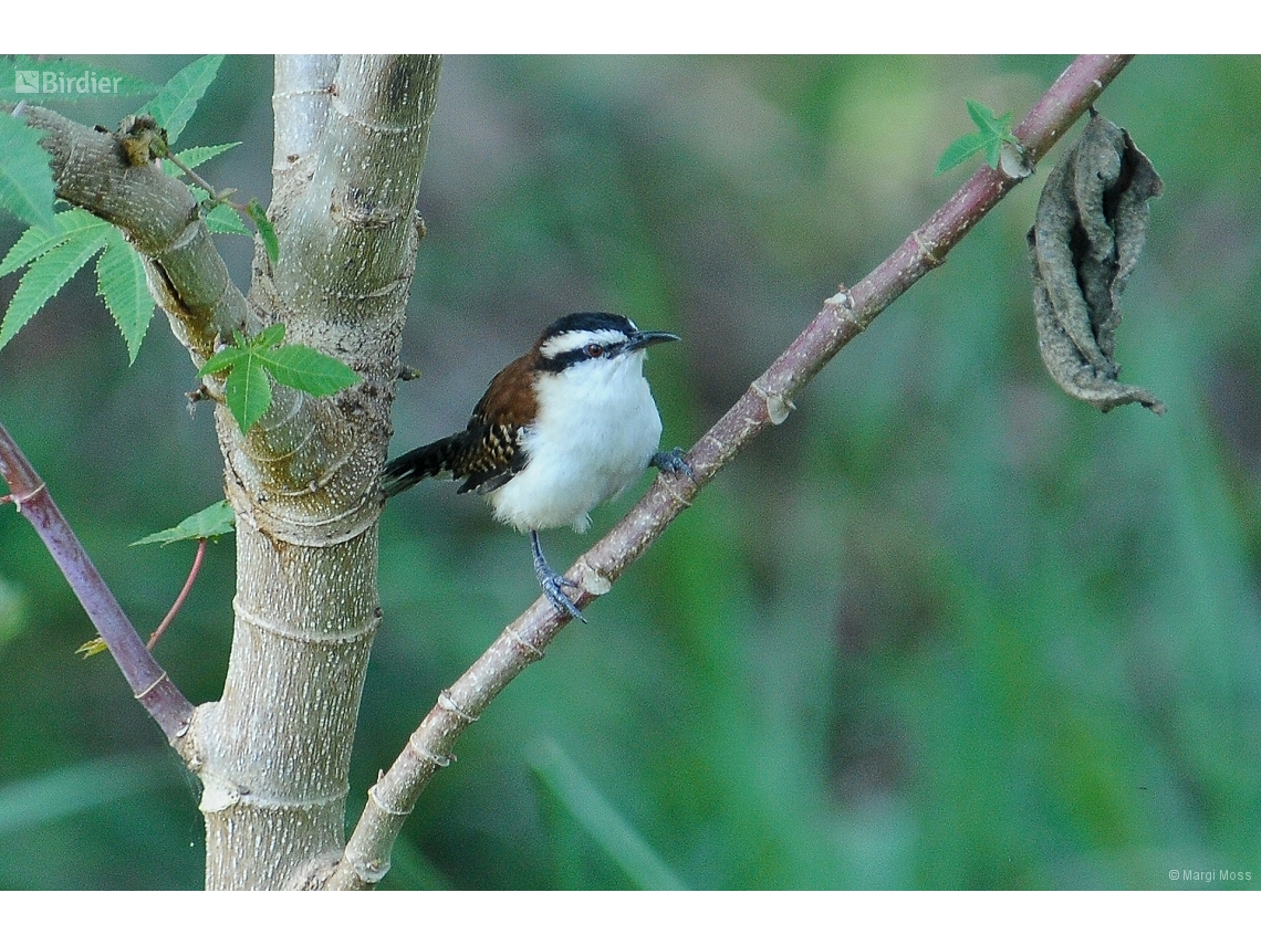 Campylorhynchus capistratus