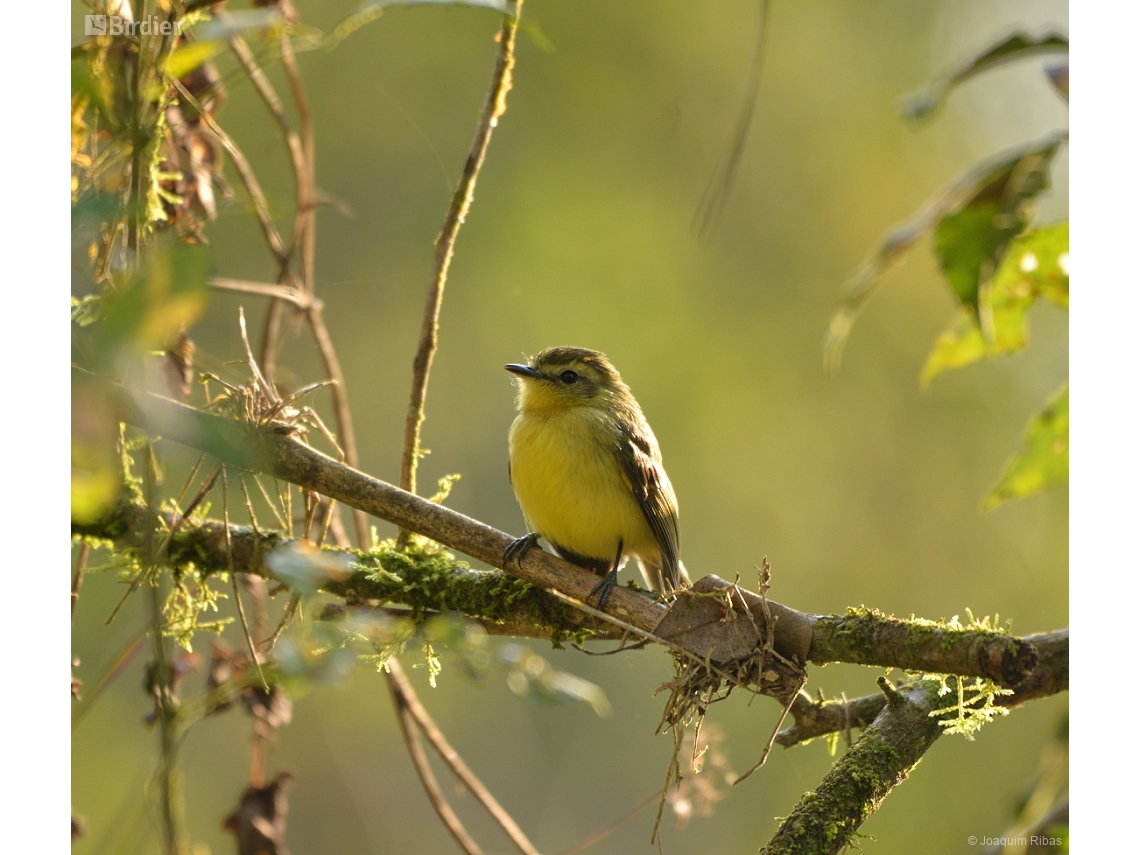 Capsiempis flaveola