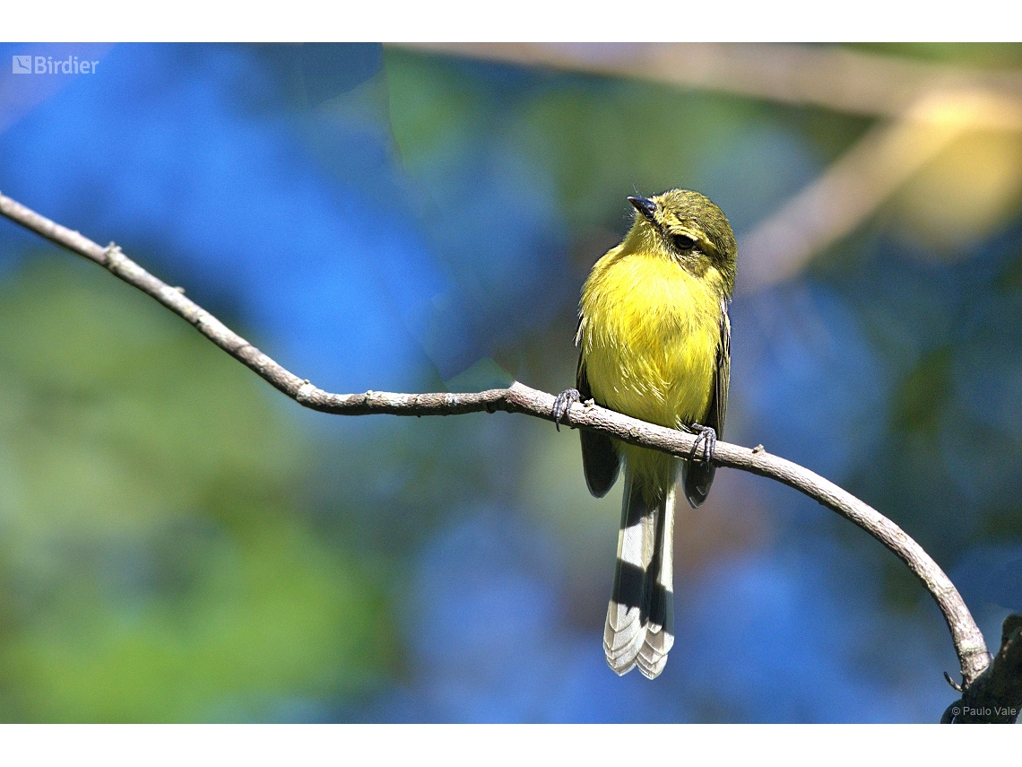 Capsiempis flaveola