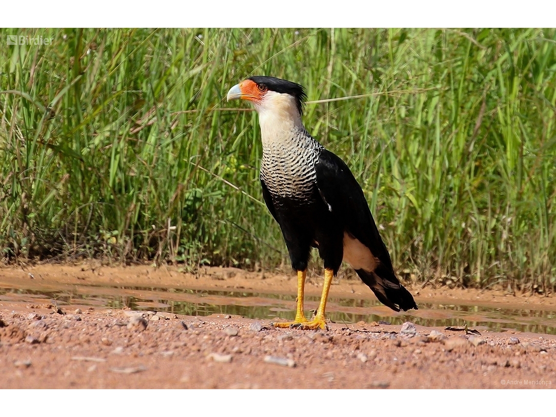 Caracara plancus