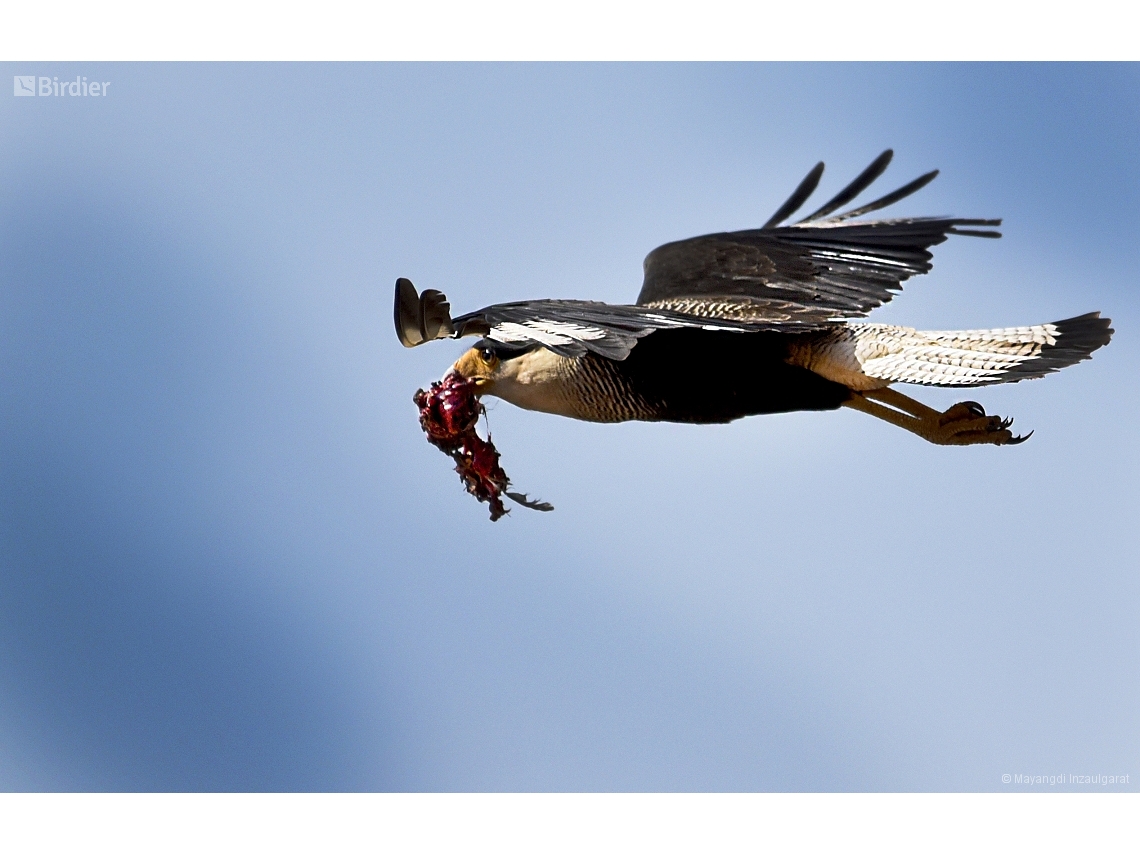 Caracara plancus