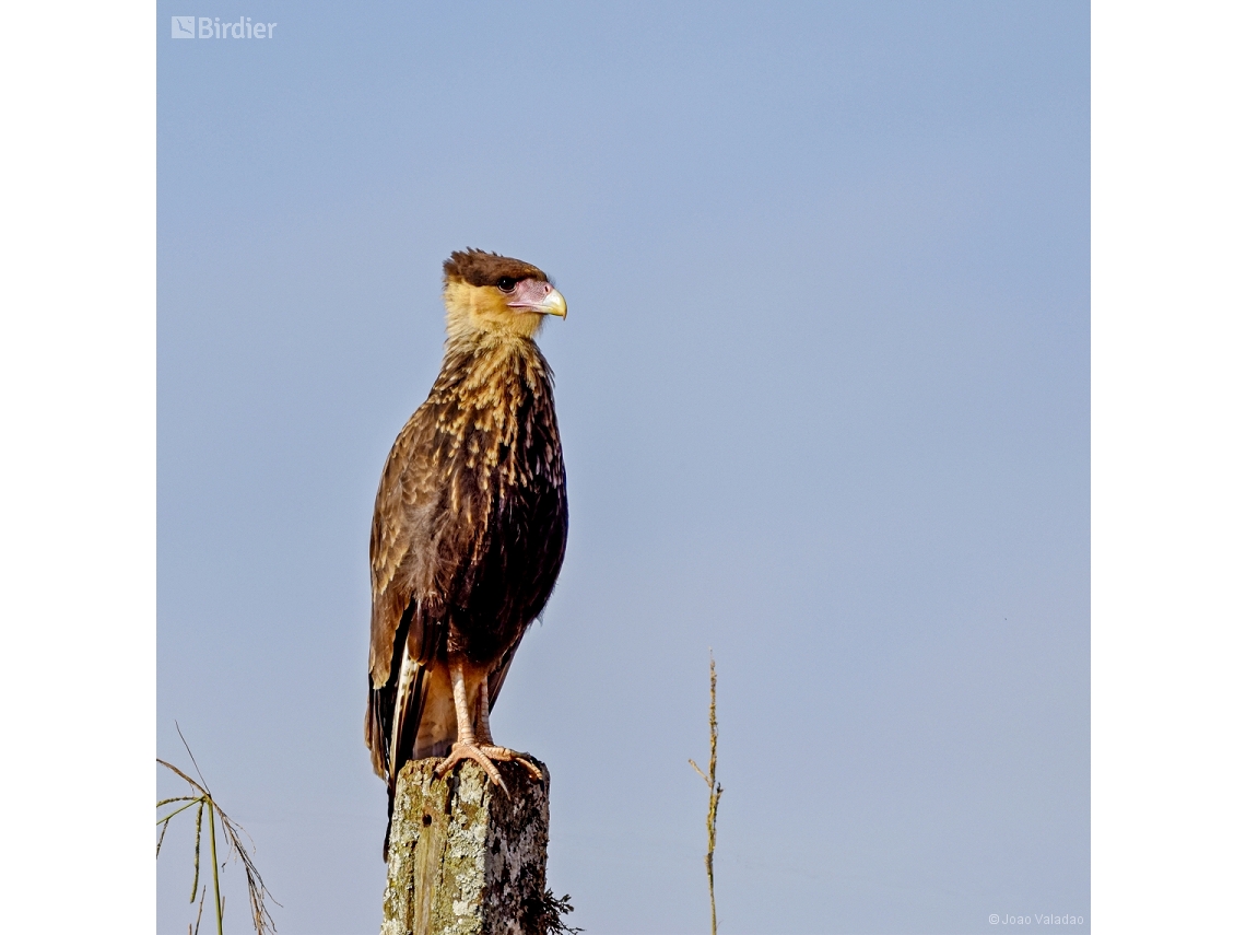 Caracara plancus