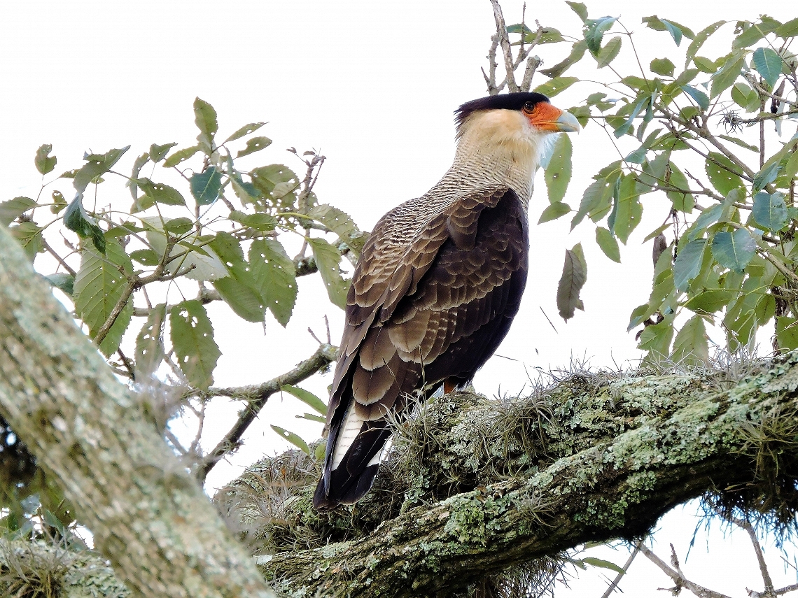 Caracara plancus