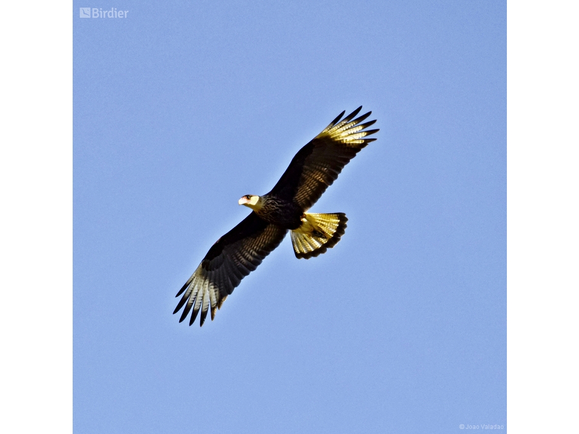 Caracara plancus