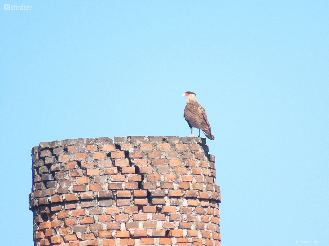 Caracara plancus