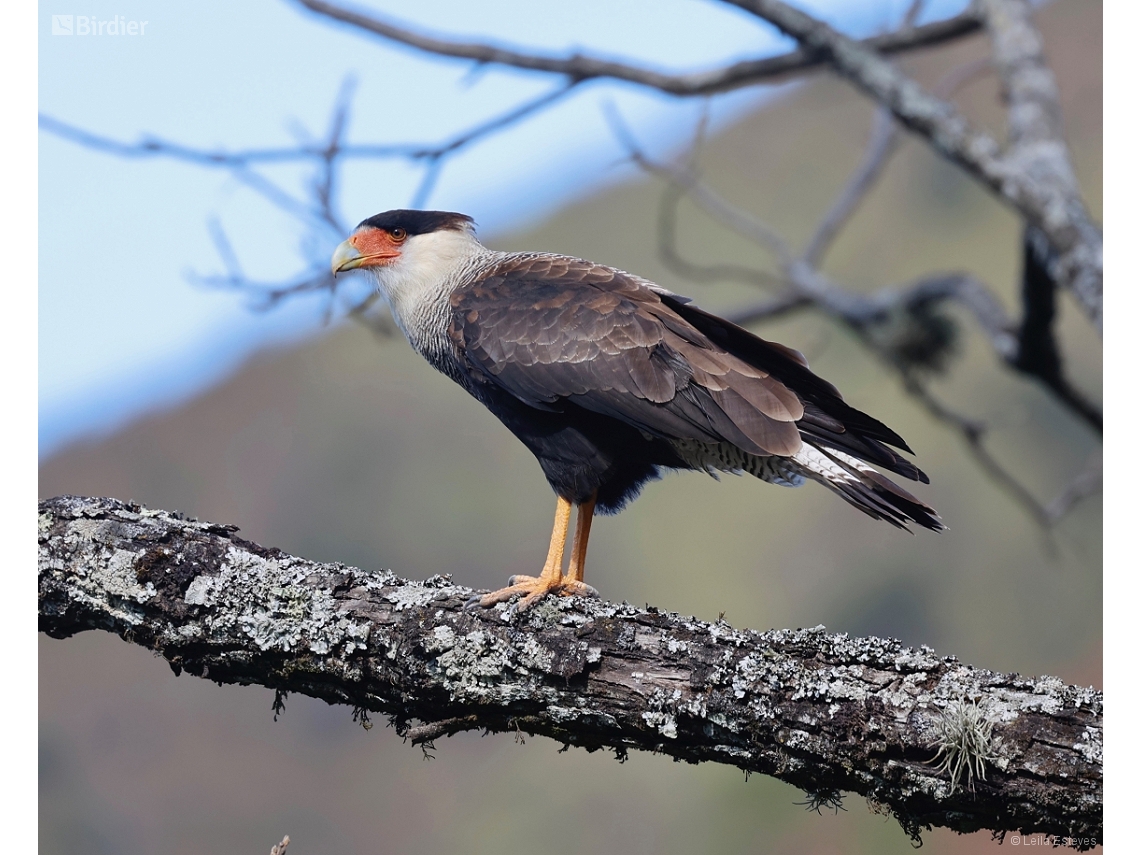 Caracara plancus