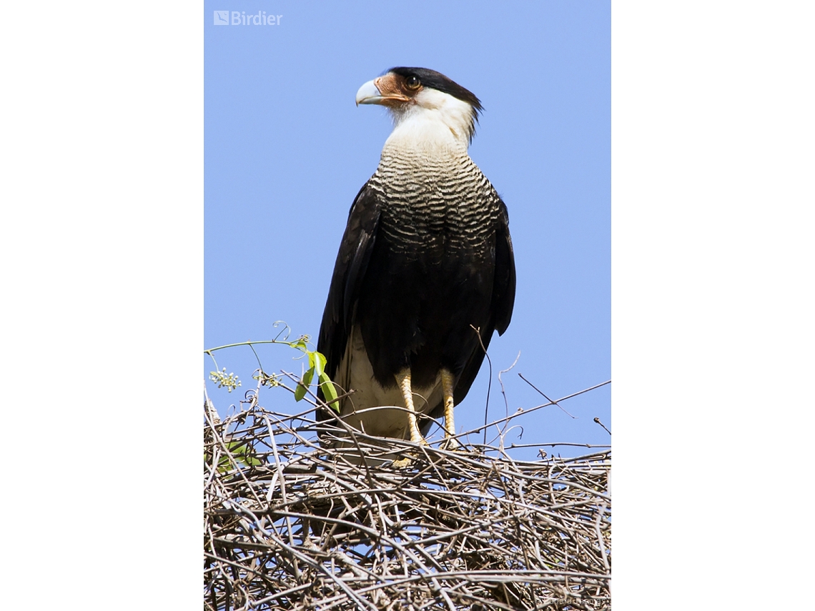 Caracara plancus