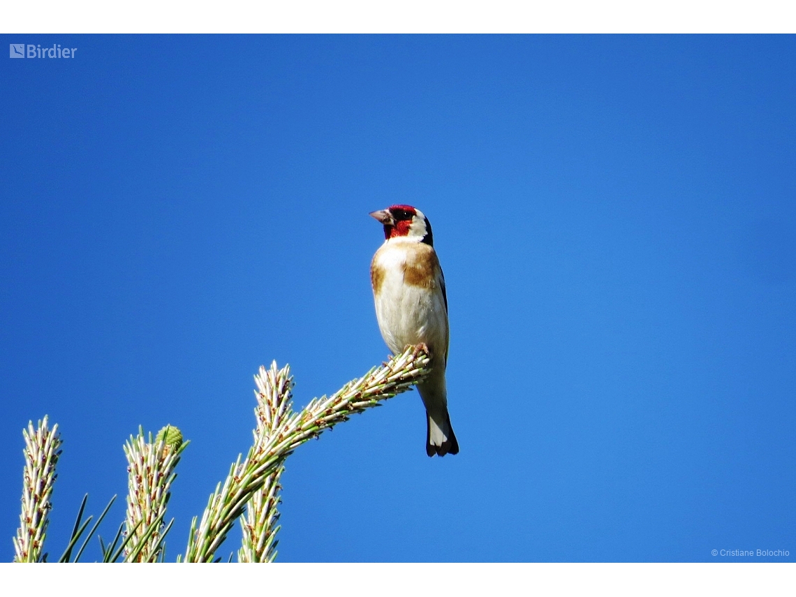Carduelis carduelis