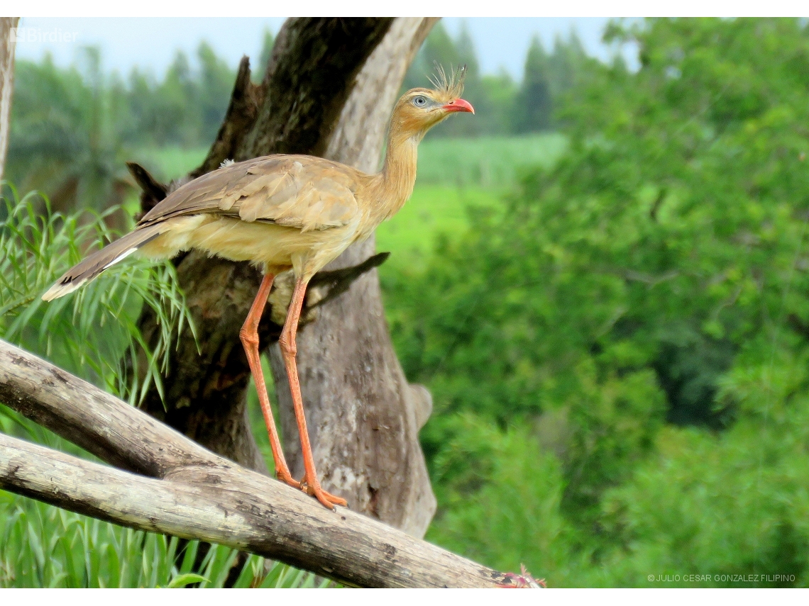 Cariama cristata