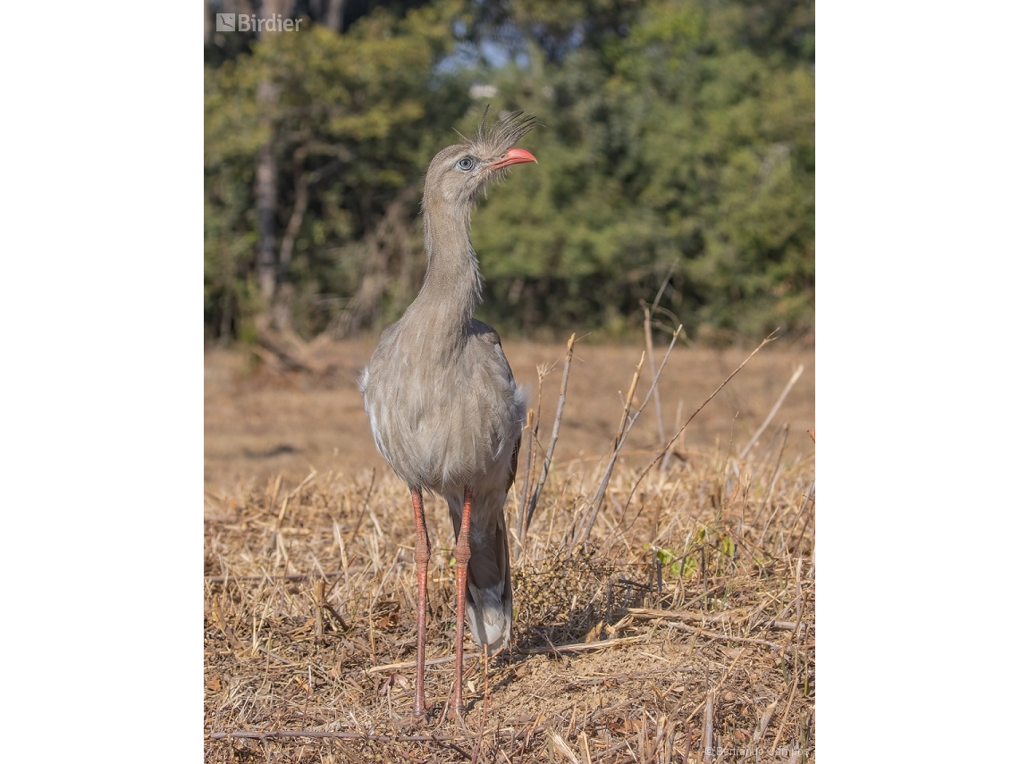 Cariama cristata