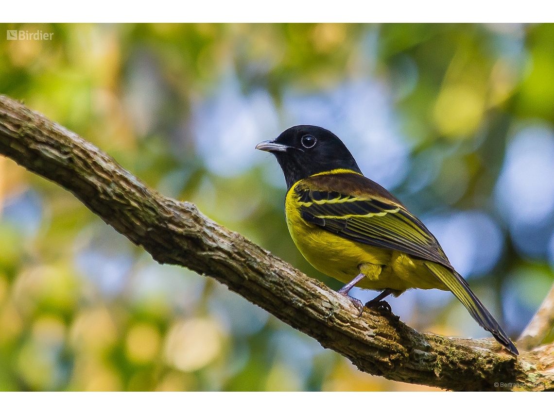 Carpornis cucullata