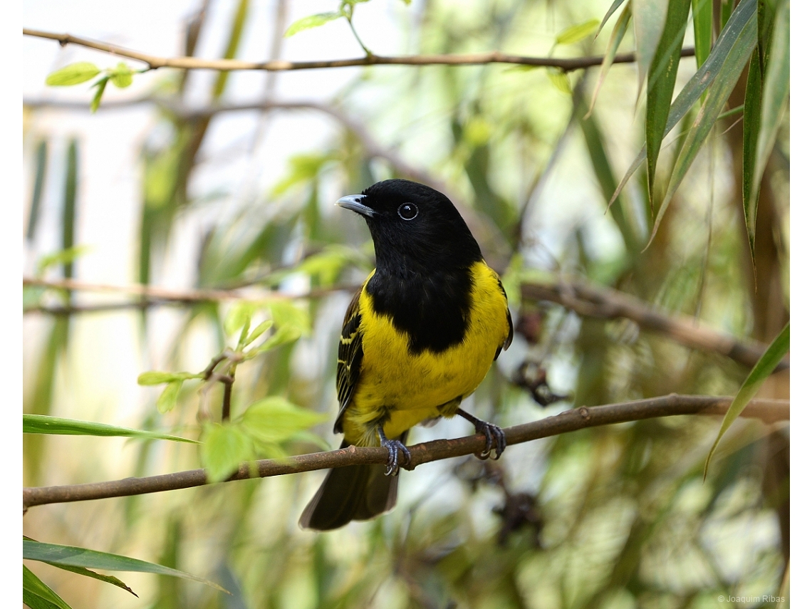 Carpornis cucullata