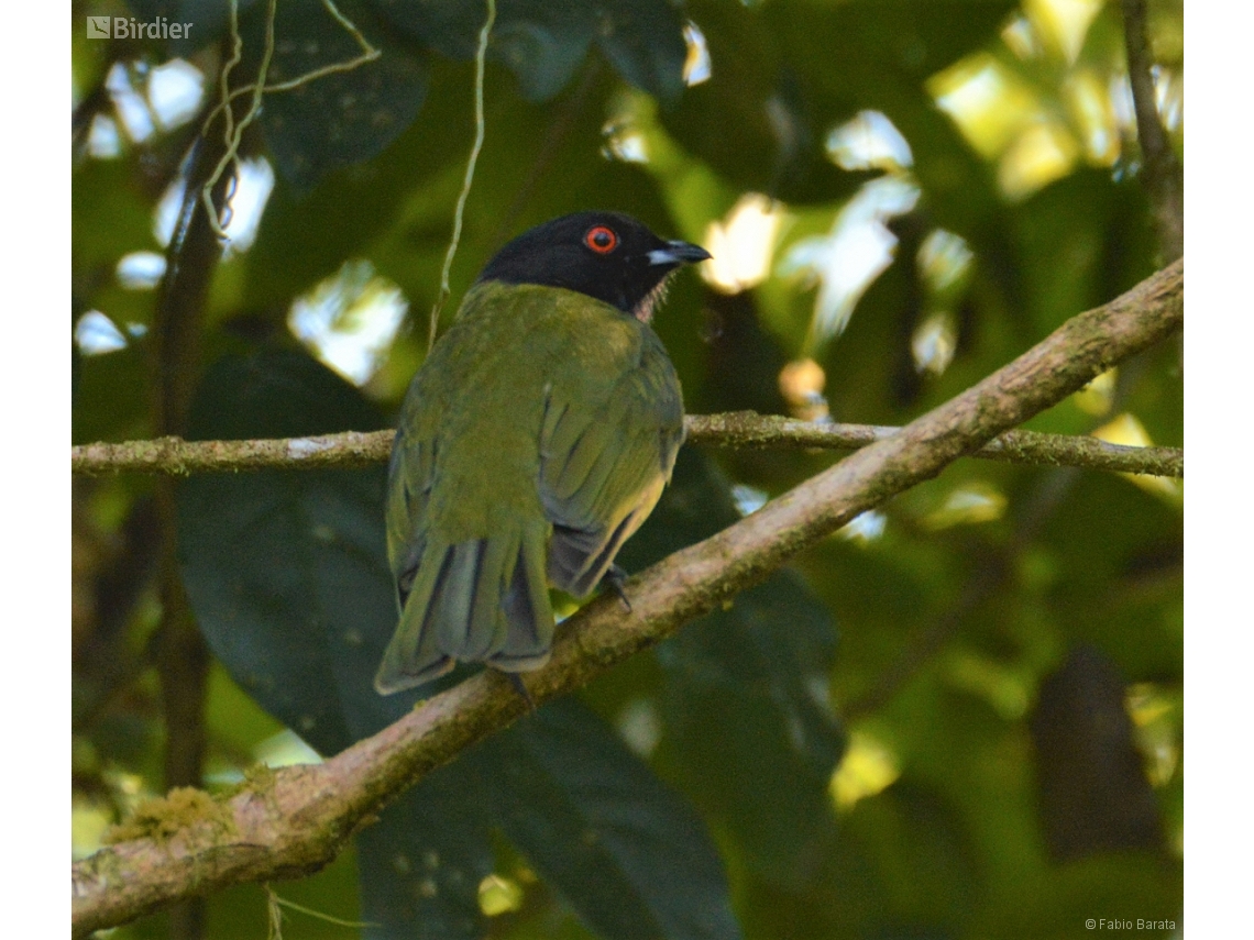 Carpornis melanocephala