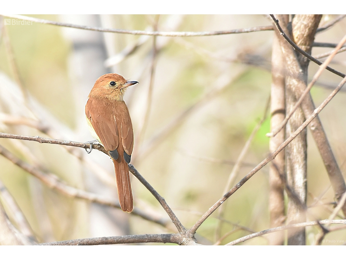 Casiornis rufus