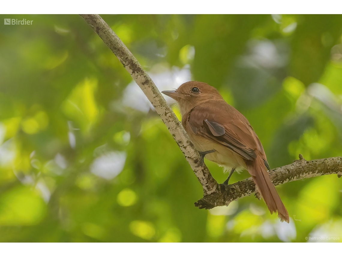 Casiornis rufus