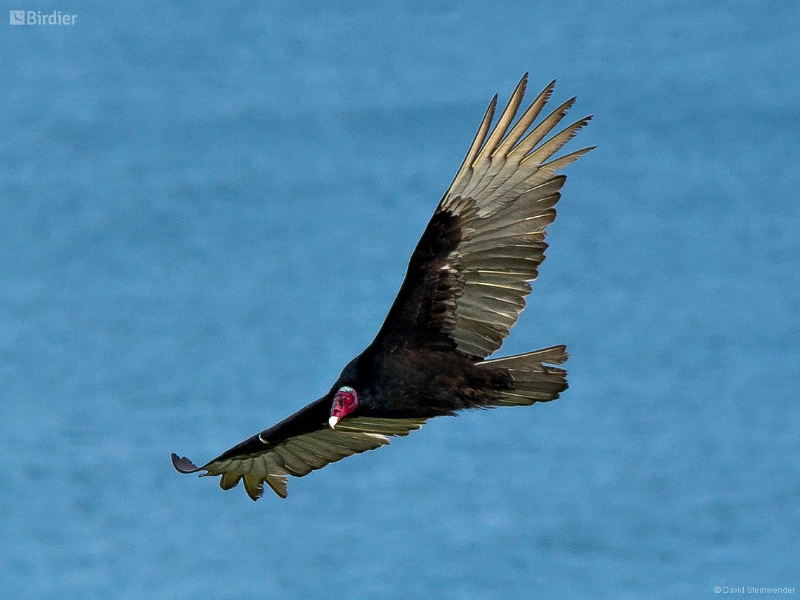 Cathartes aura