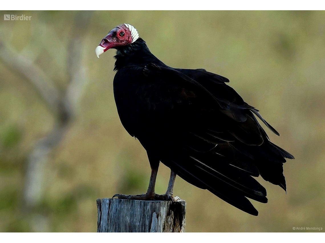 Cathartes aura