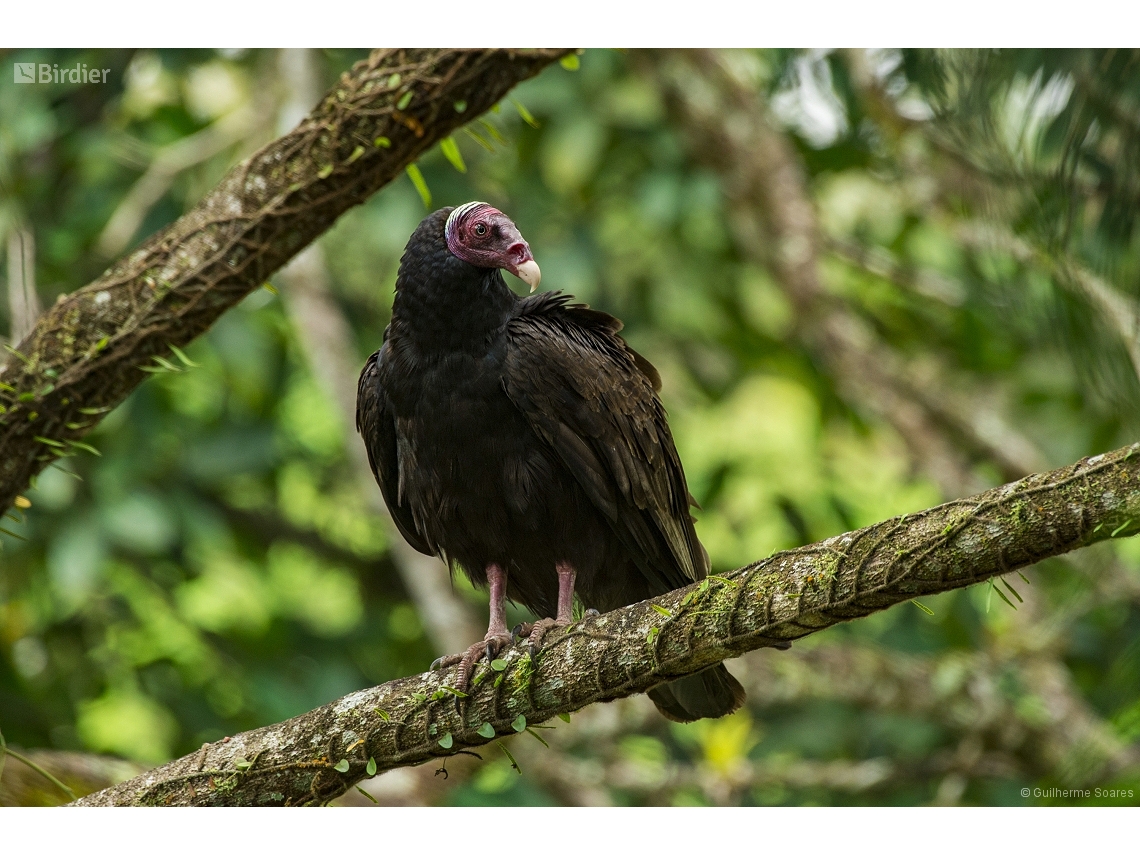 Cathartes aura