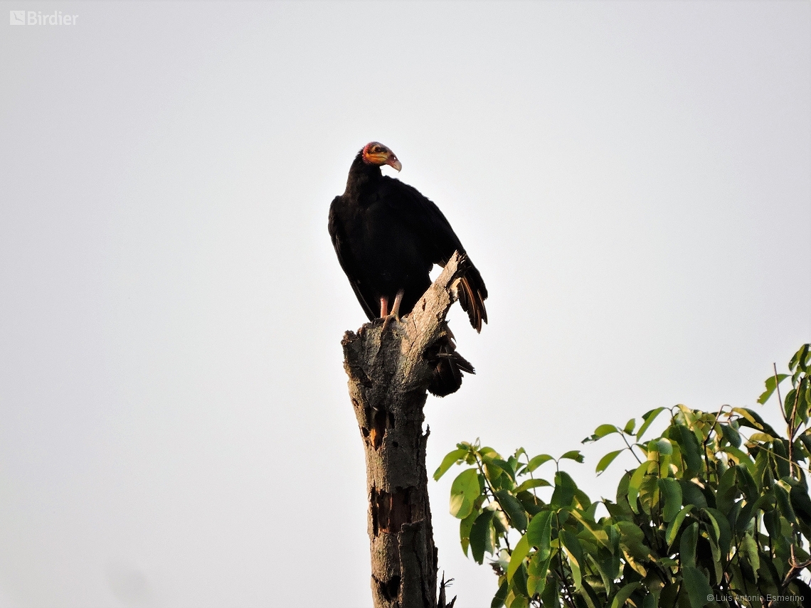 Cathartes melambrotus