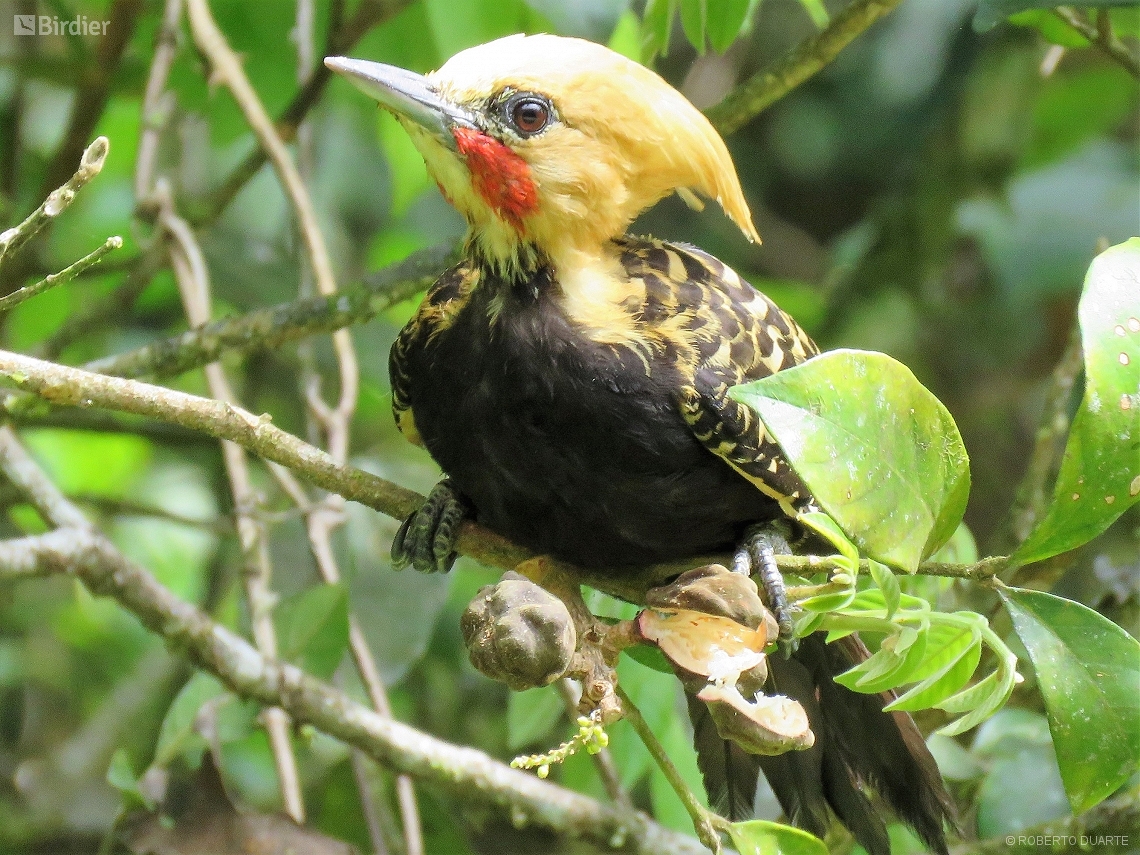 Celeus flavescens