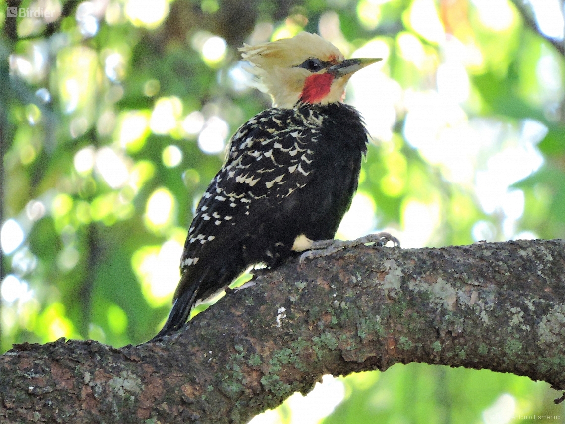 Celeus flavescens