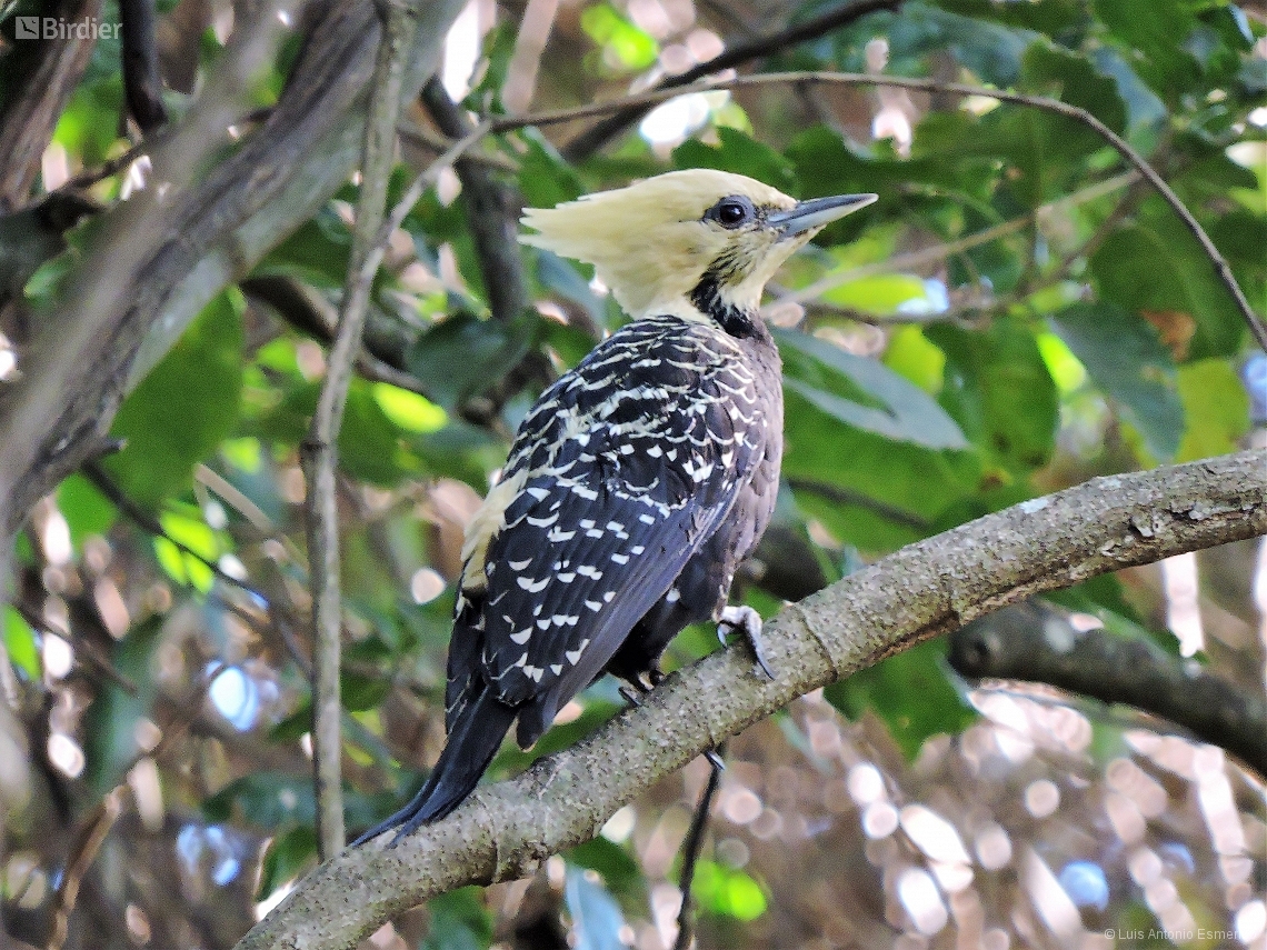 Celeus flavescens