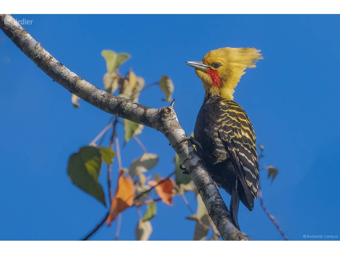 Celeus flavescens