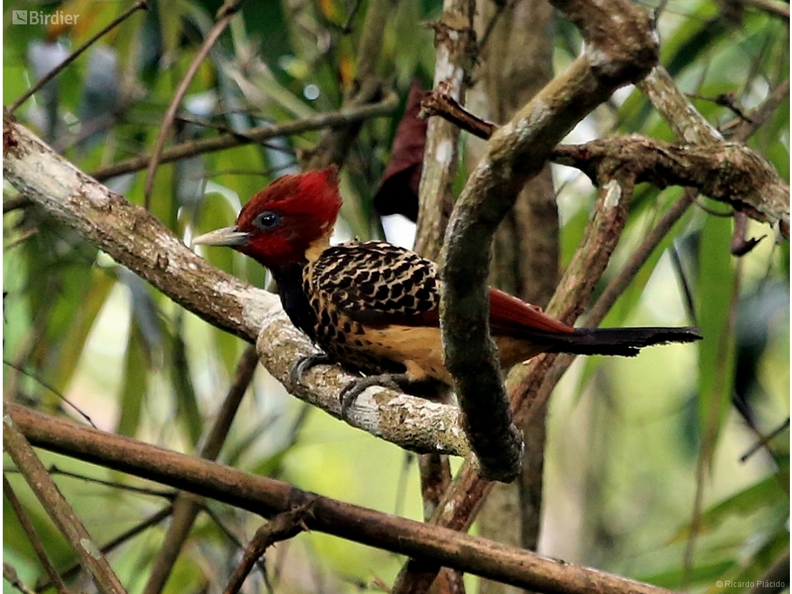 Celeus spectabilis