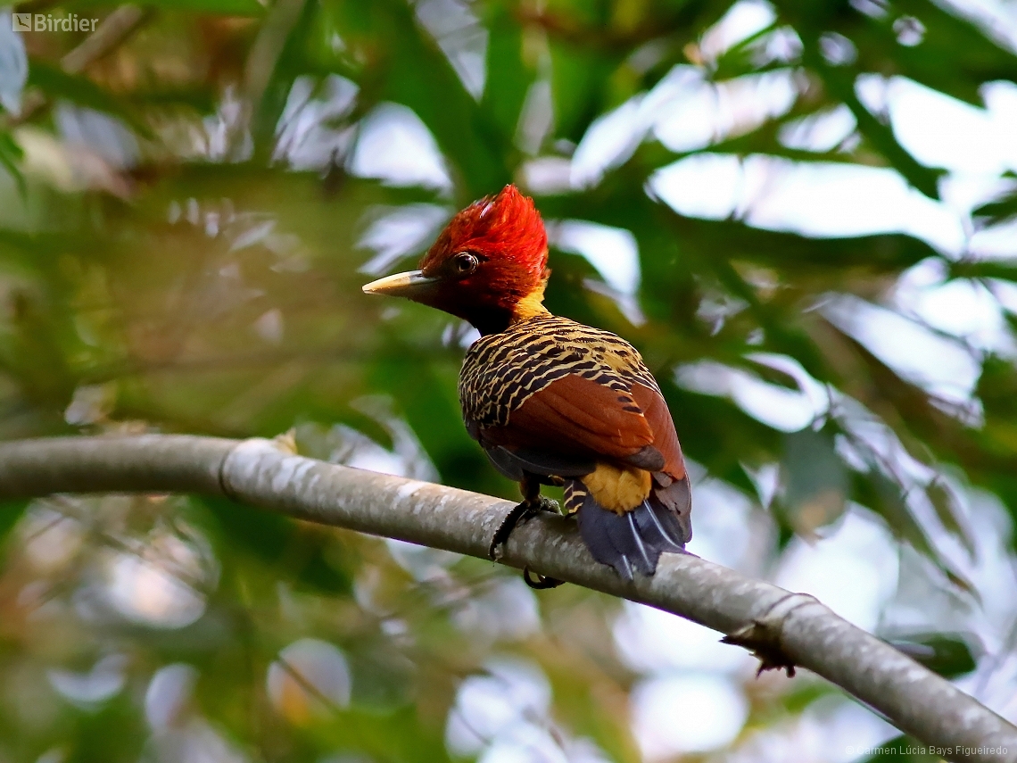 Celeus spectabilis