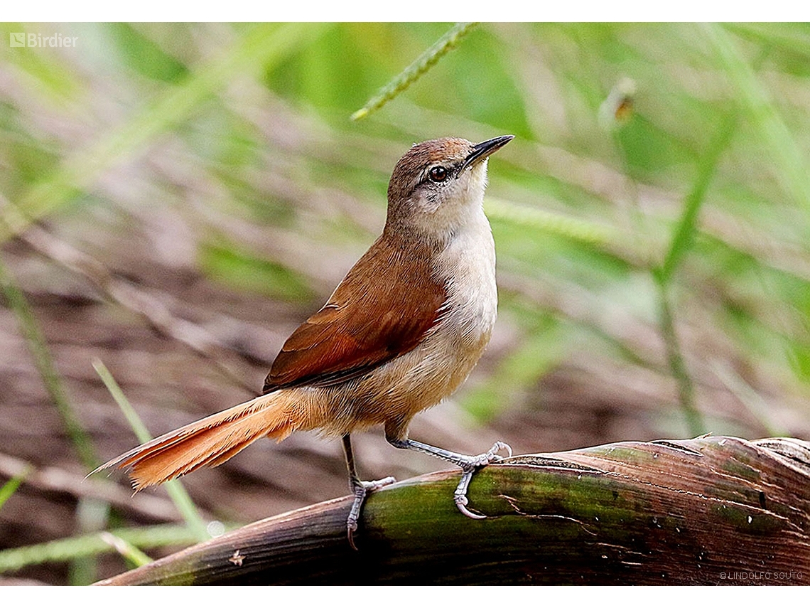 Certhiaxis cinnamomeus