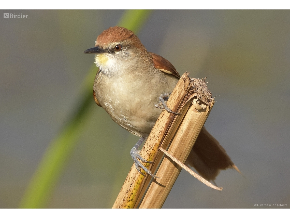 Certhiaxis cinnamomeus