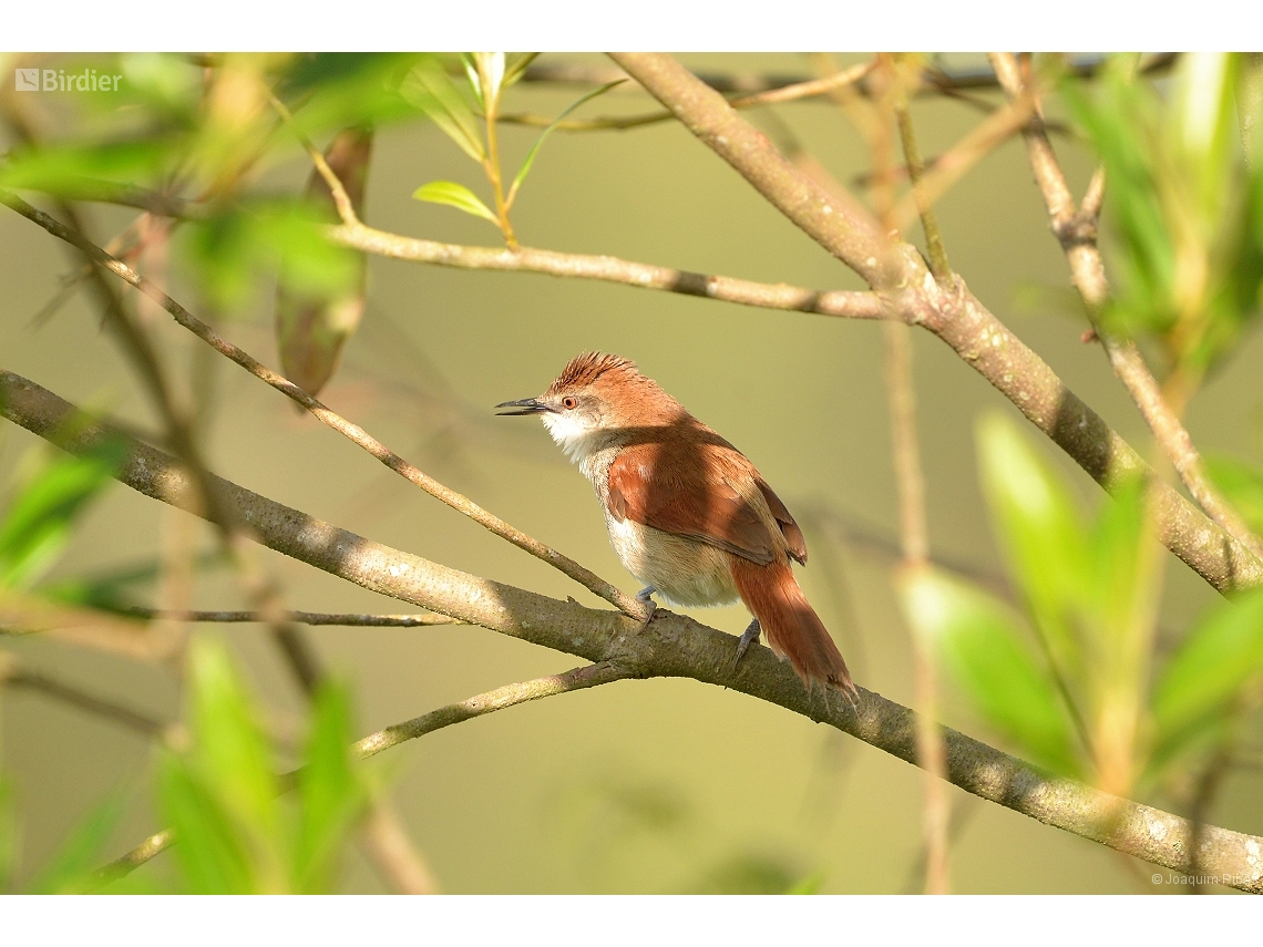 Certhiaxis cinnamomeus