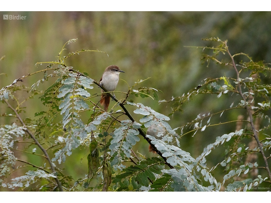 Certhiaxis cinnamomeus