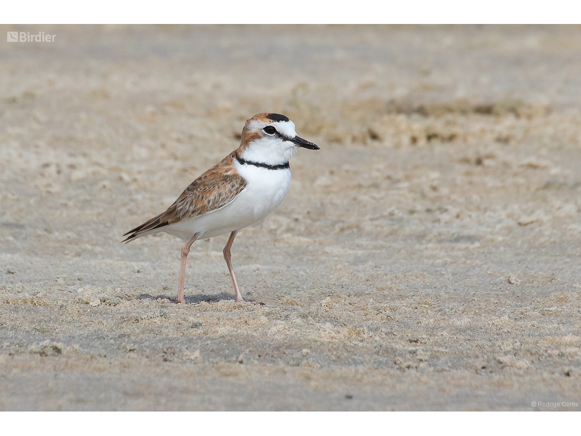Anarhynchus collaris